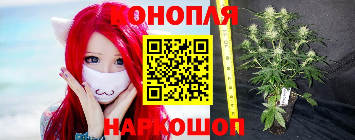 Севастополь  Бошки Шишки планчик  Конопля сатива  Вход с VPN 